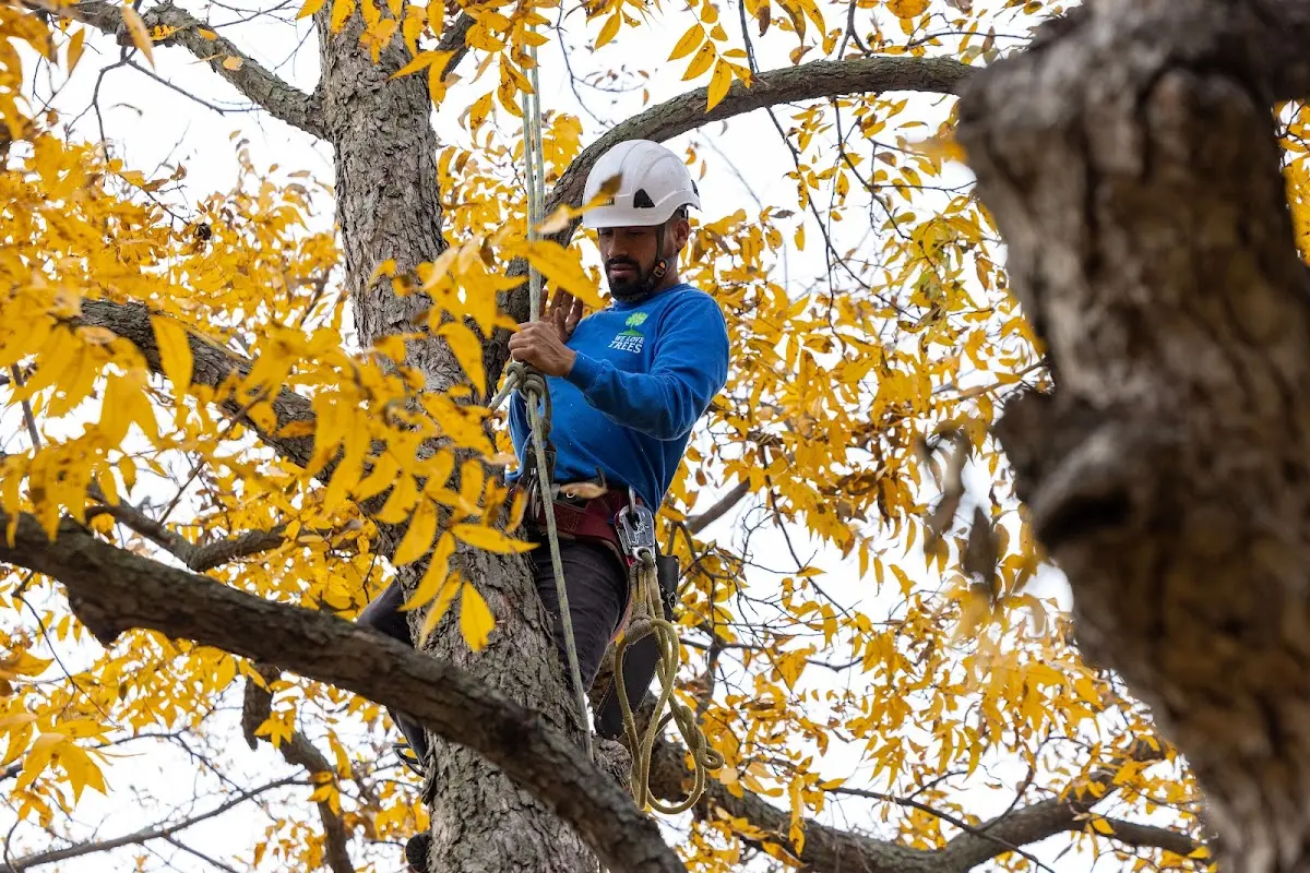 Skilled Tree Trimming crew working in Fremont