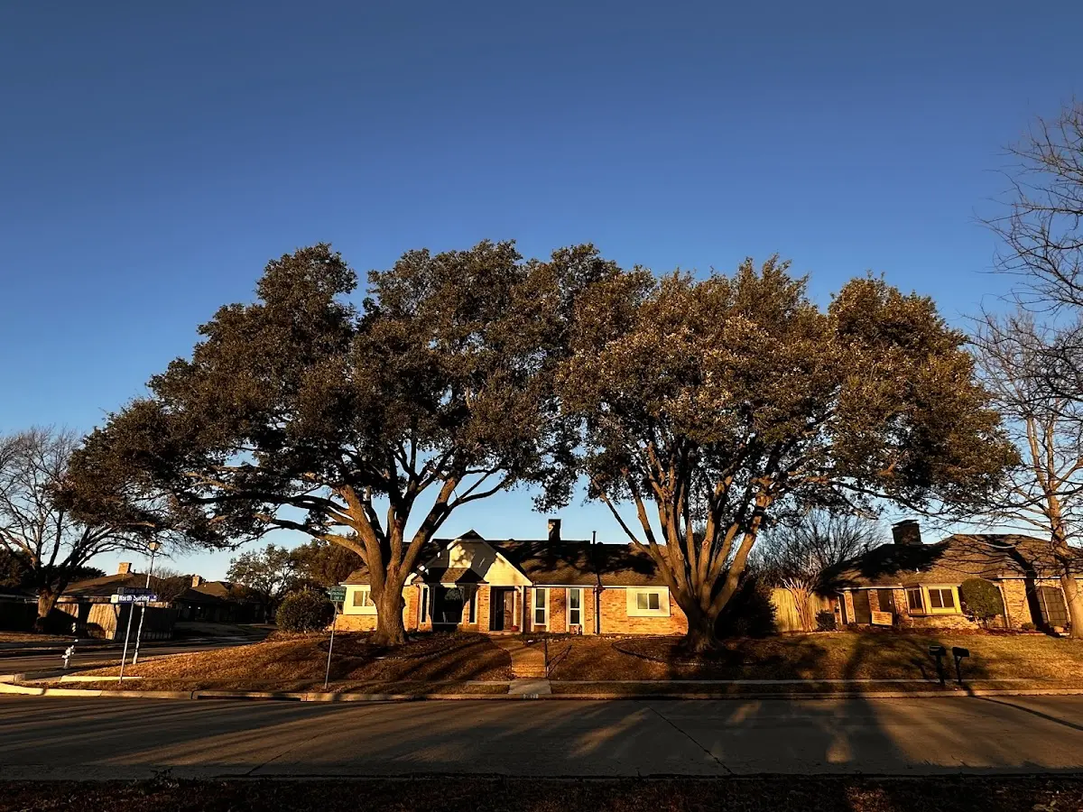 Established residential canopy tree shading a home in Fremont