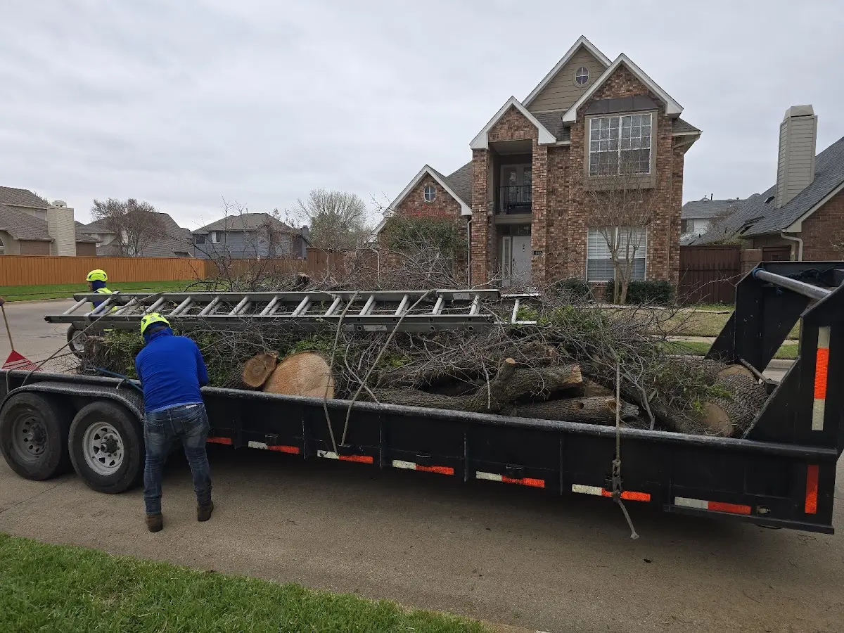 Expert Tree Fertilization with proper safety equipment in Fremont